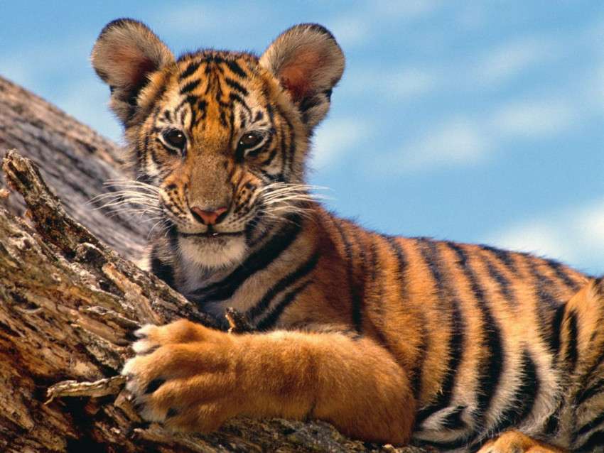 Tigris a sziklán kirakós online