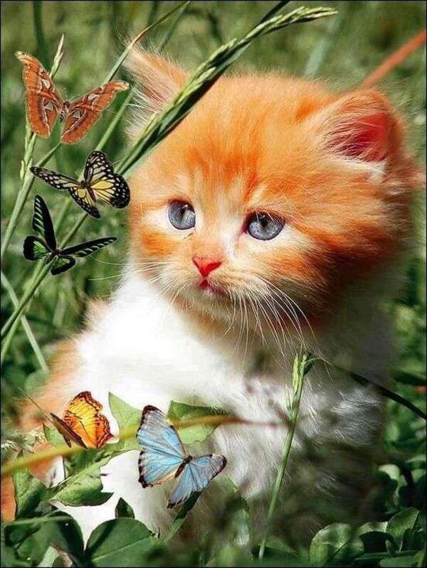 Kitten beautiful eyes watching butterflies online puzzle