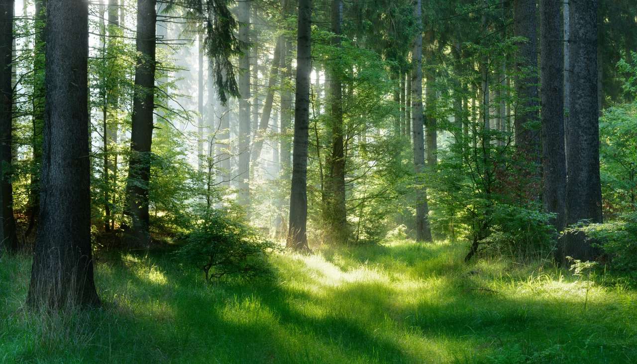 Ліс, природа онлайн пазл