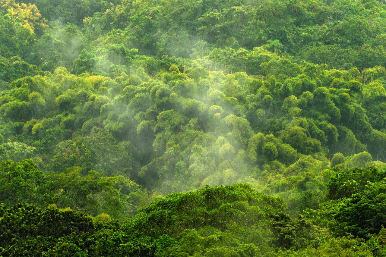 Дика природа Коста-Ріки пазл онлайн