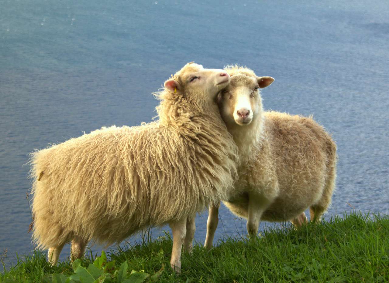 Volně žijící ovce na Faerských ostrovech online puzzle