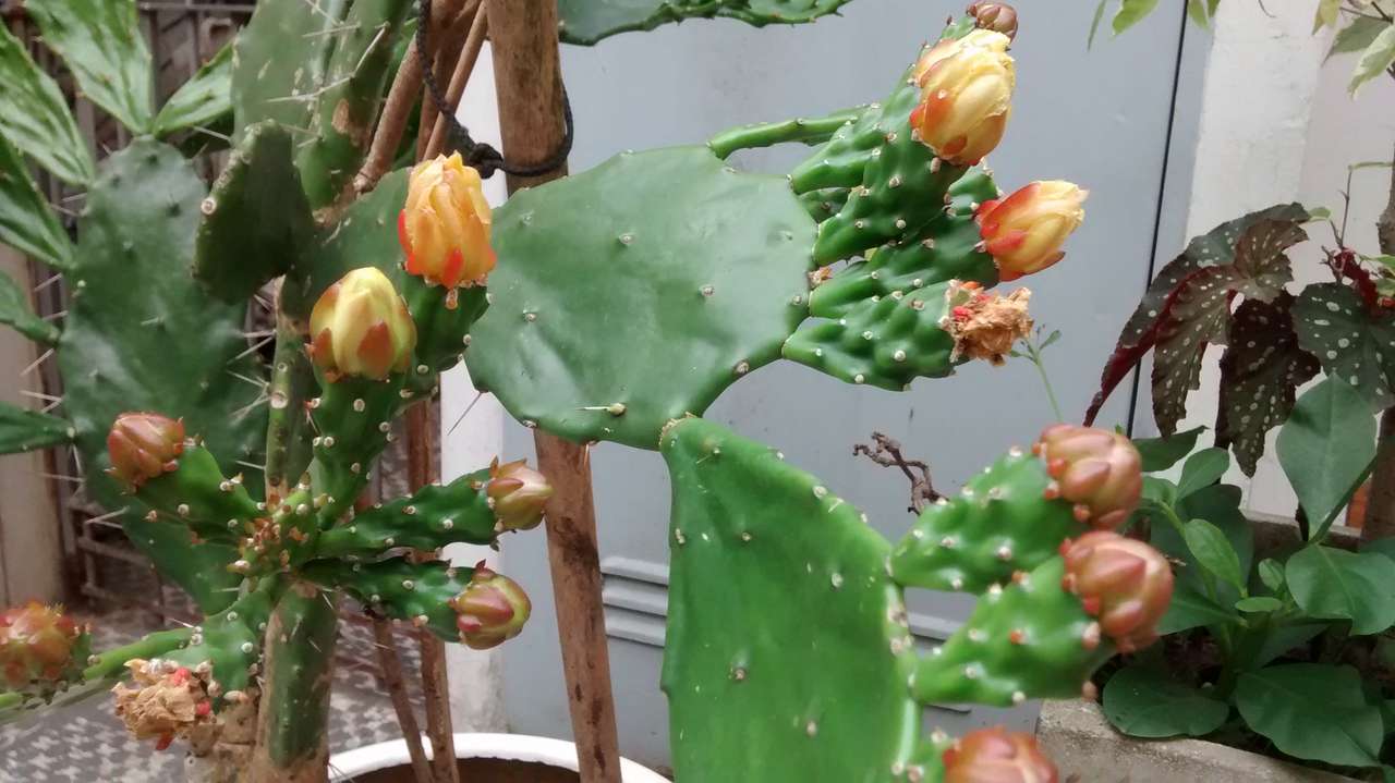 kaktusy v květu online puzzle