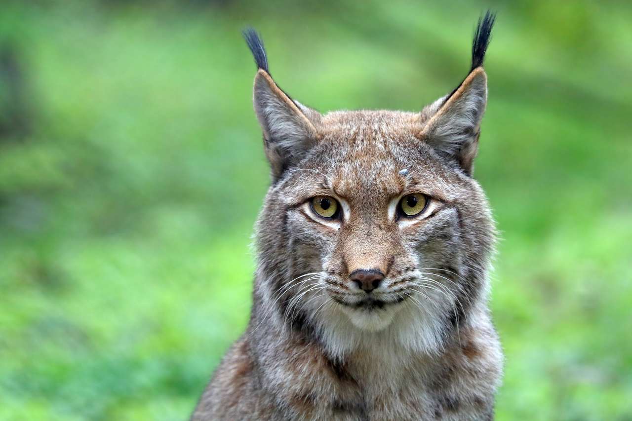 Lynx in het bos legpuzzel online
