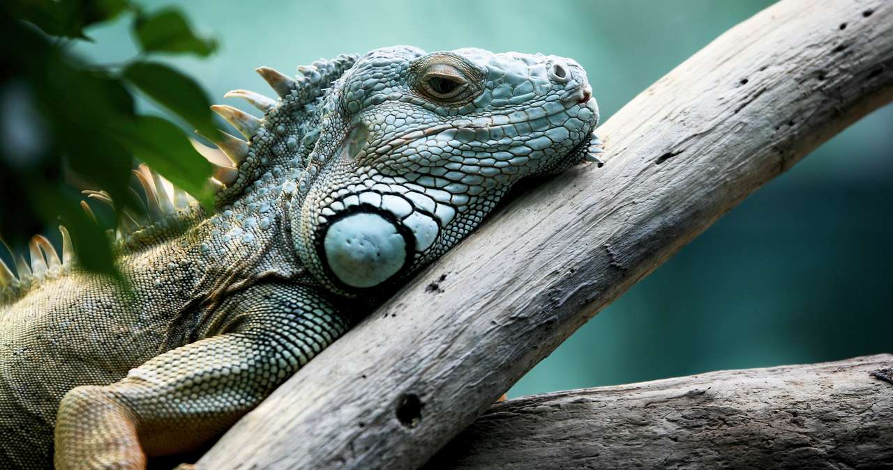 Iguana verde no galho quebra-cabeças online