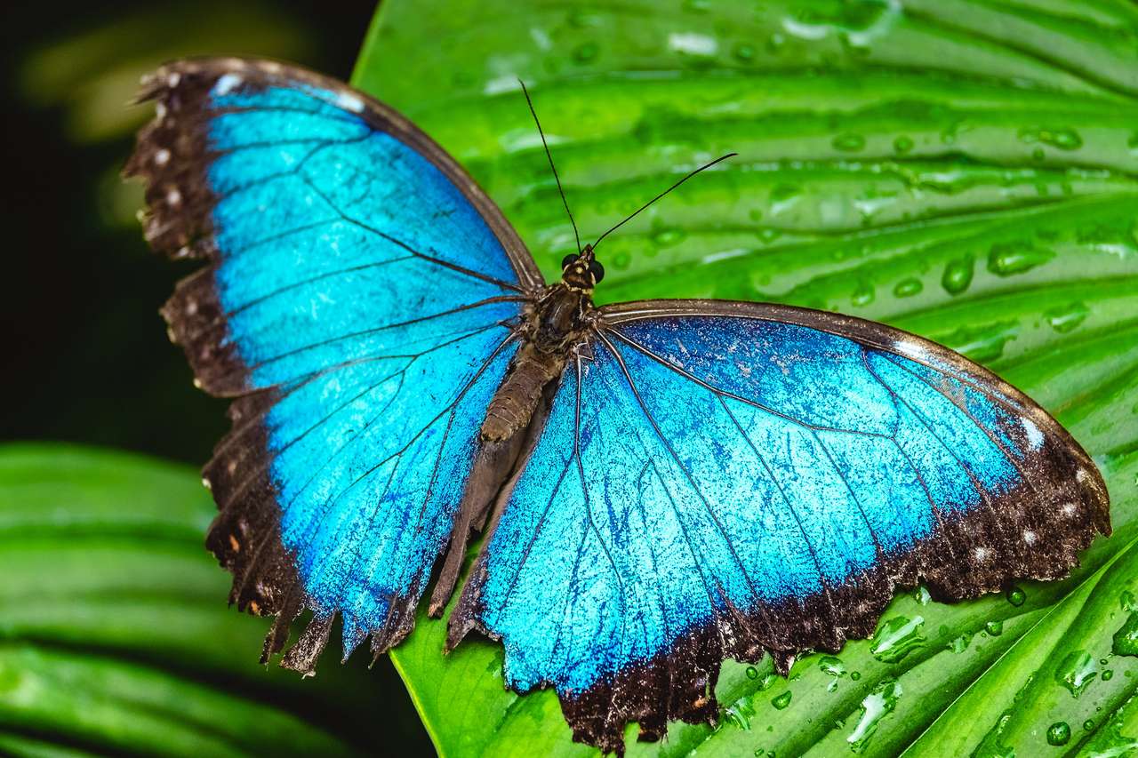 Mariposa azul rompecabezas en línea