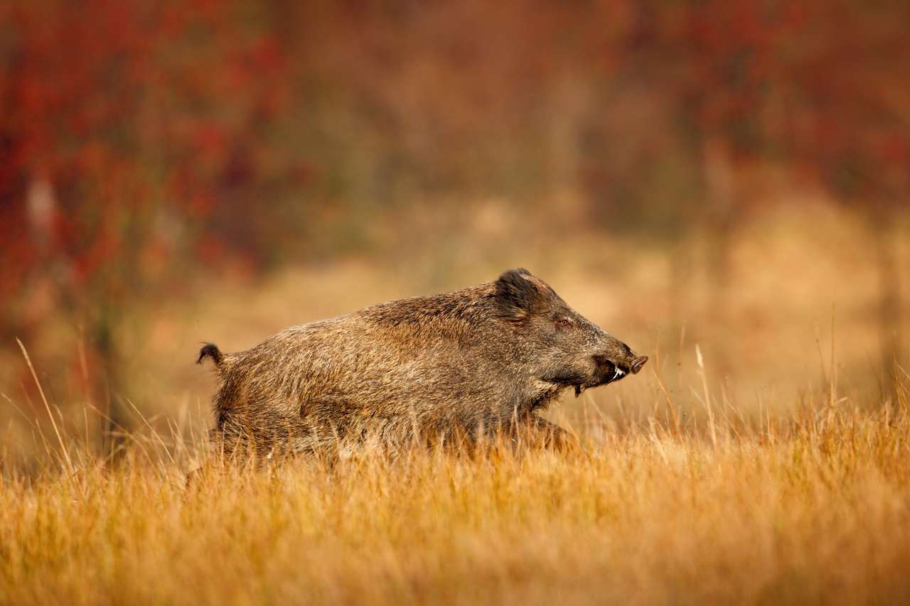 Big Wild boar online puzzle