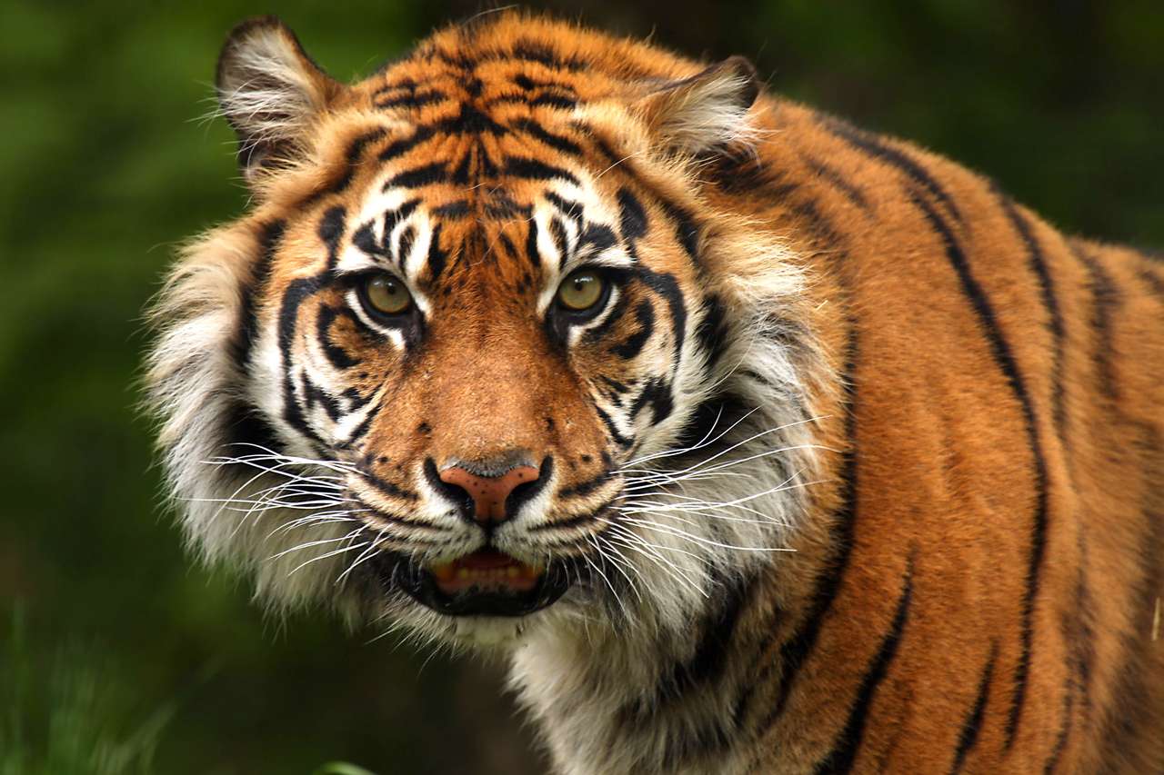 Sumatra-Tiger Online-Puzzle