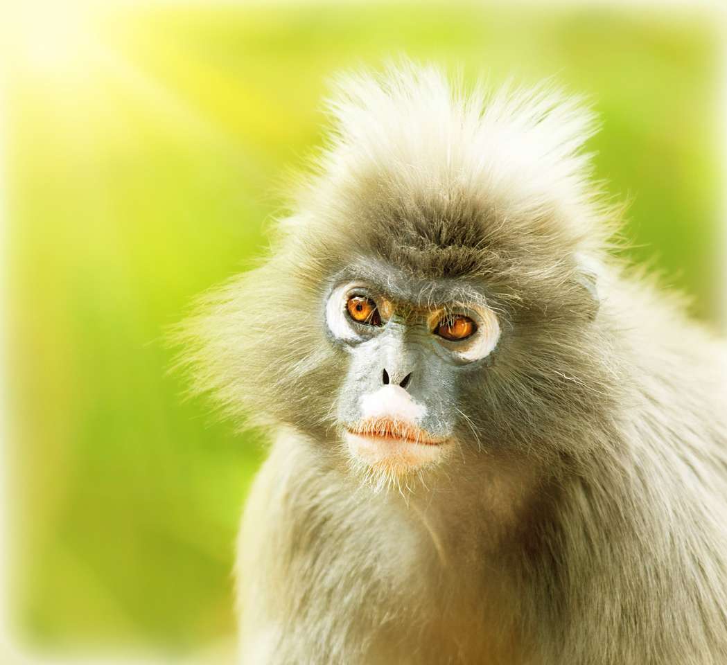 かわいい猿 ジグソーパズルオンライン