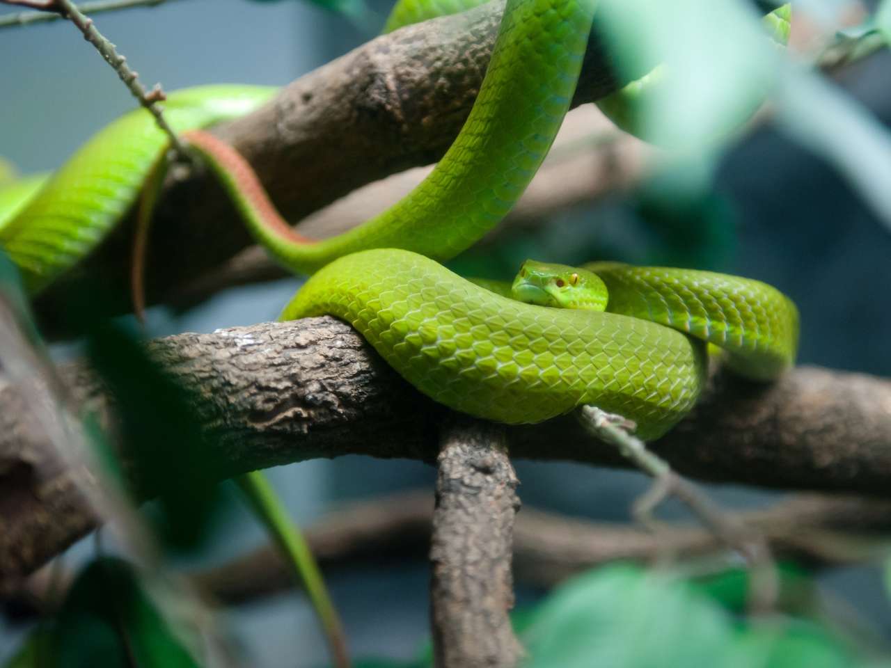 Grön orm Pussel online