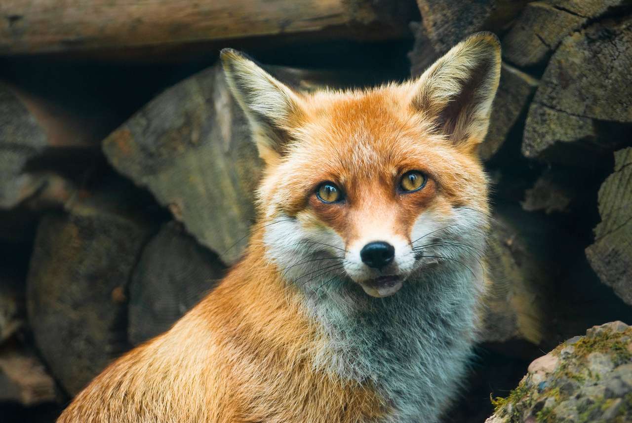 Červená liška v lese skládačky online