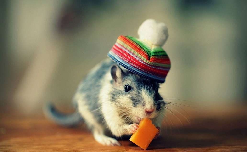 Hamster mit Mütze auf dem Kopf Puzzlespiel online