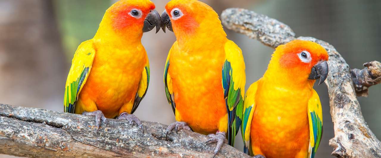 попугаи сидят на ветке онлайн-пазл
