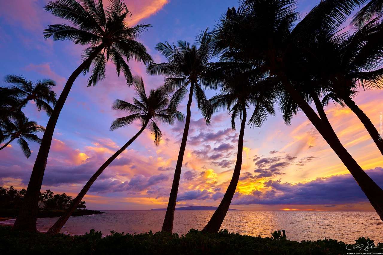 palmy na ostrově skládačky online