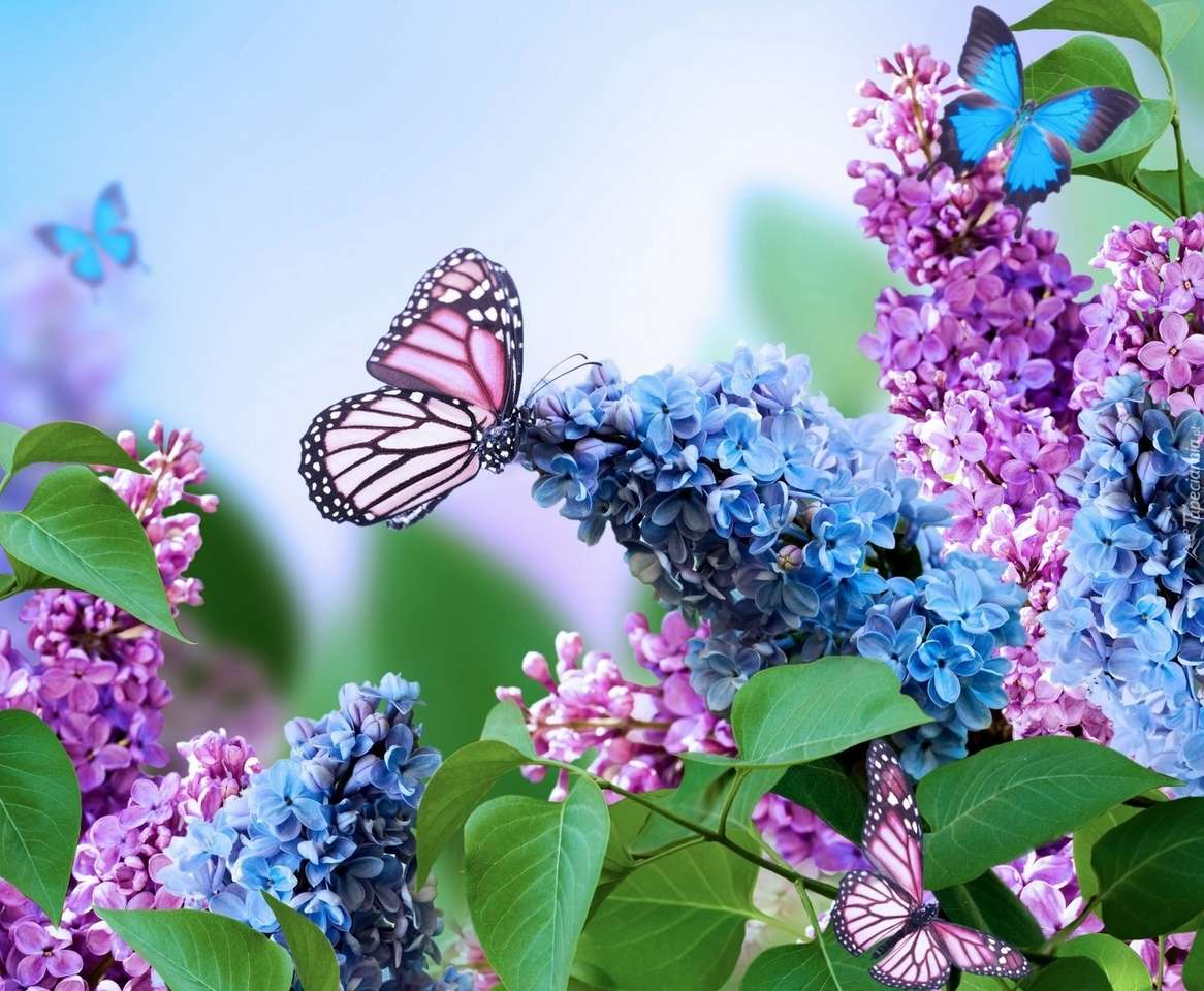 Schmetterlinge und Blumen Online-Puzzle