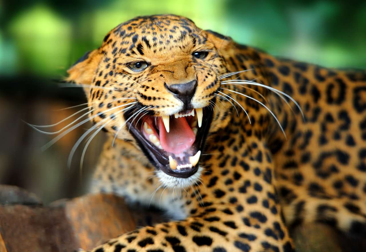 Леопардовый портрет пазл онлайн