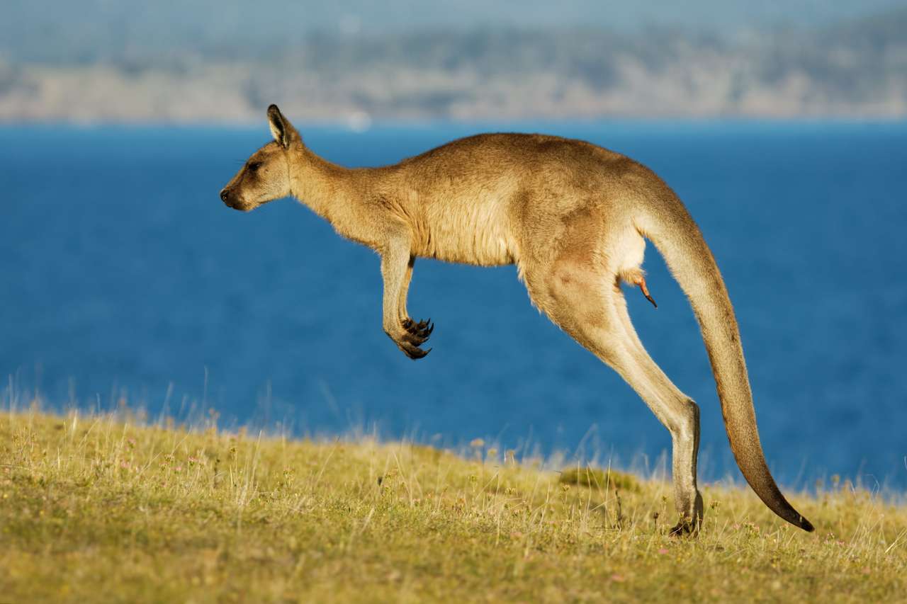 Дикий кенгуру прыгает онлайн-пазл