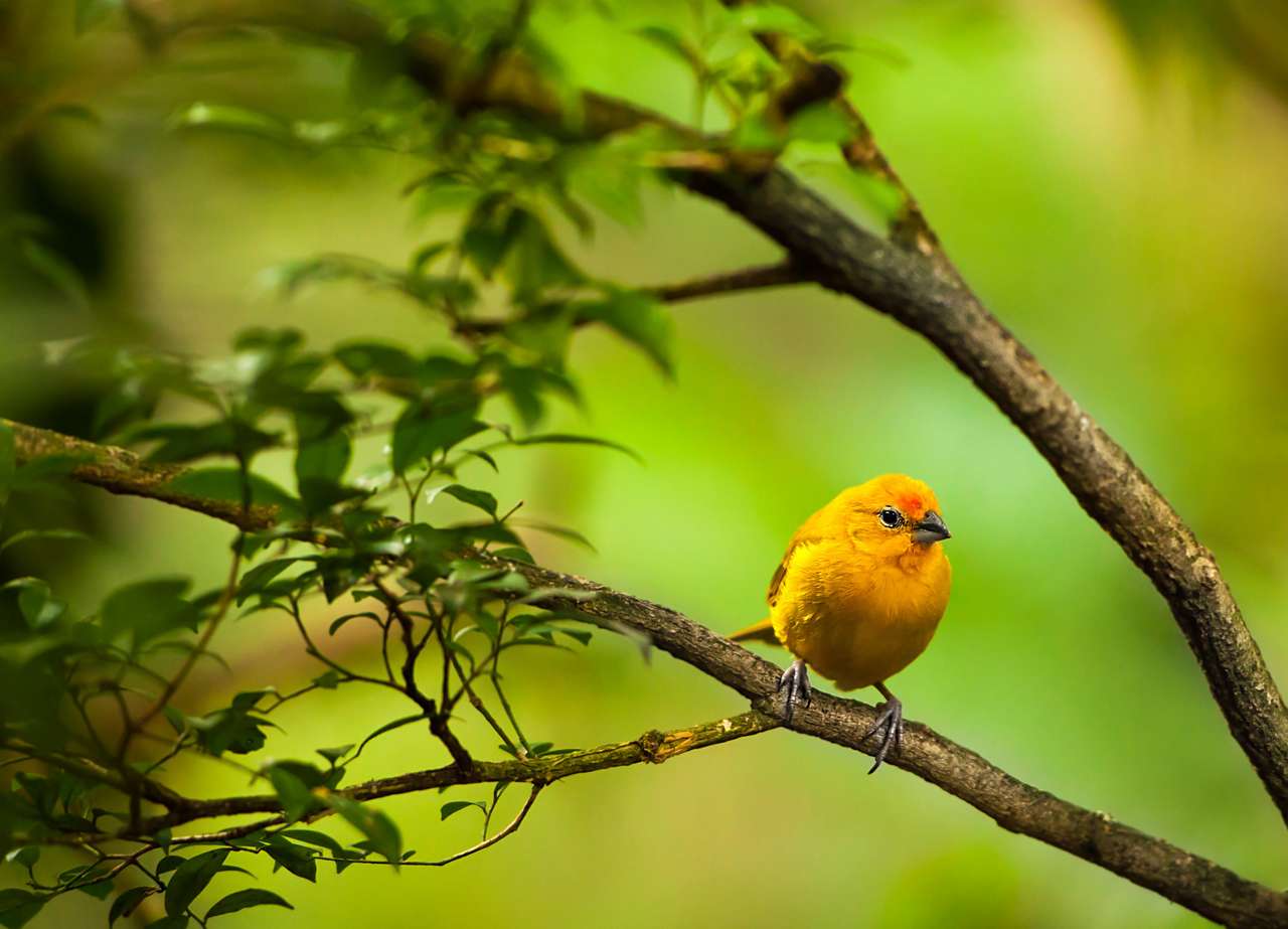 Žlutý pták skládačky online
