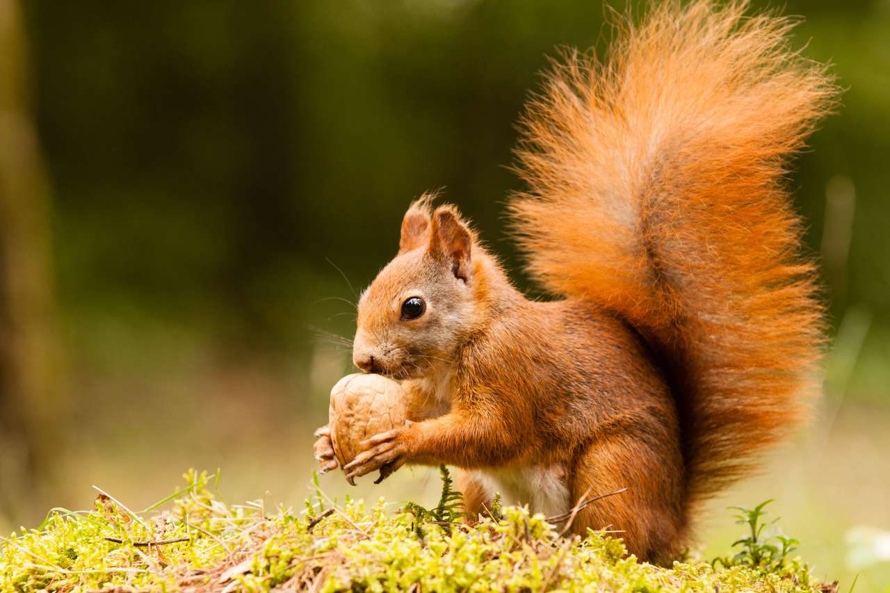 Écureuil avec noix puzzle en ligne