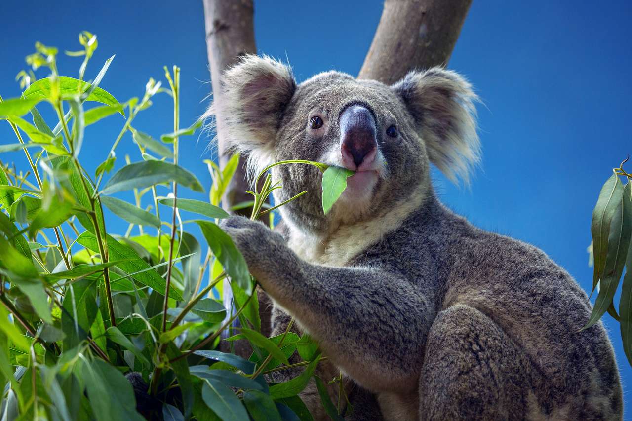 Koala, der Eukalyptusblätter isst Puzzlespiel online
