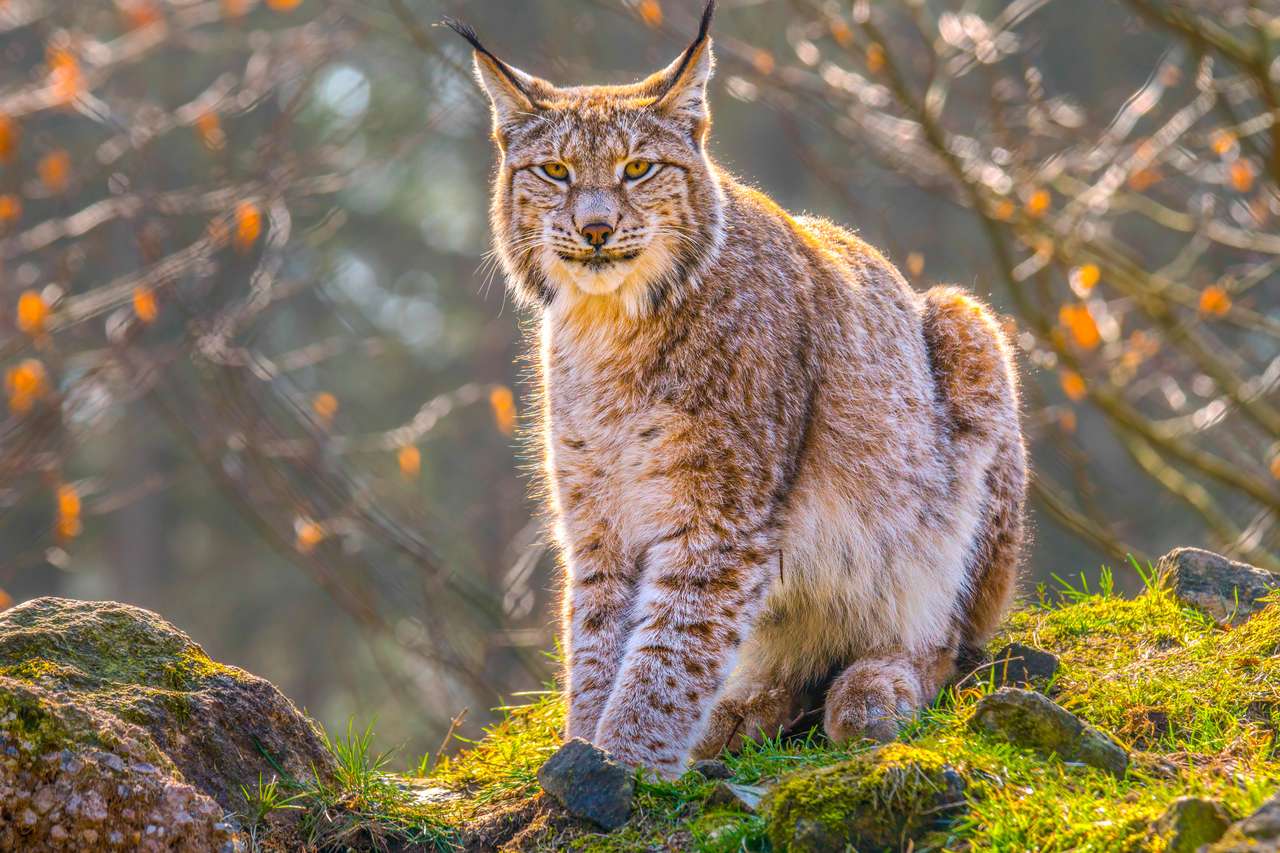 jonge lynx legpuzzel online