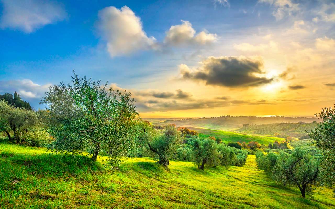 Olivenbäume in der Toskana Online-Puzzle