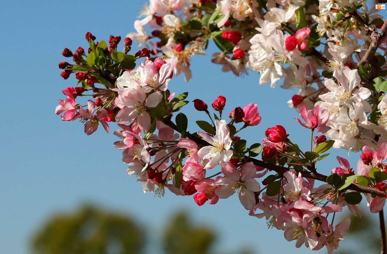 třešňové květy online puzzle
