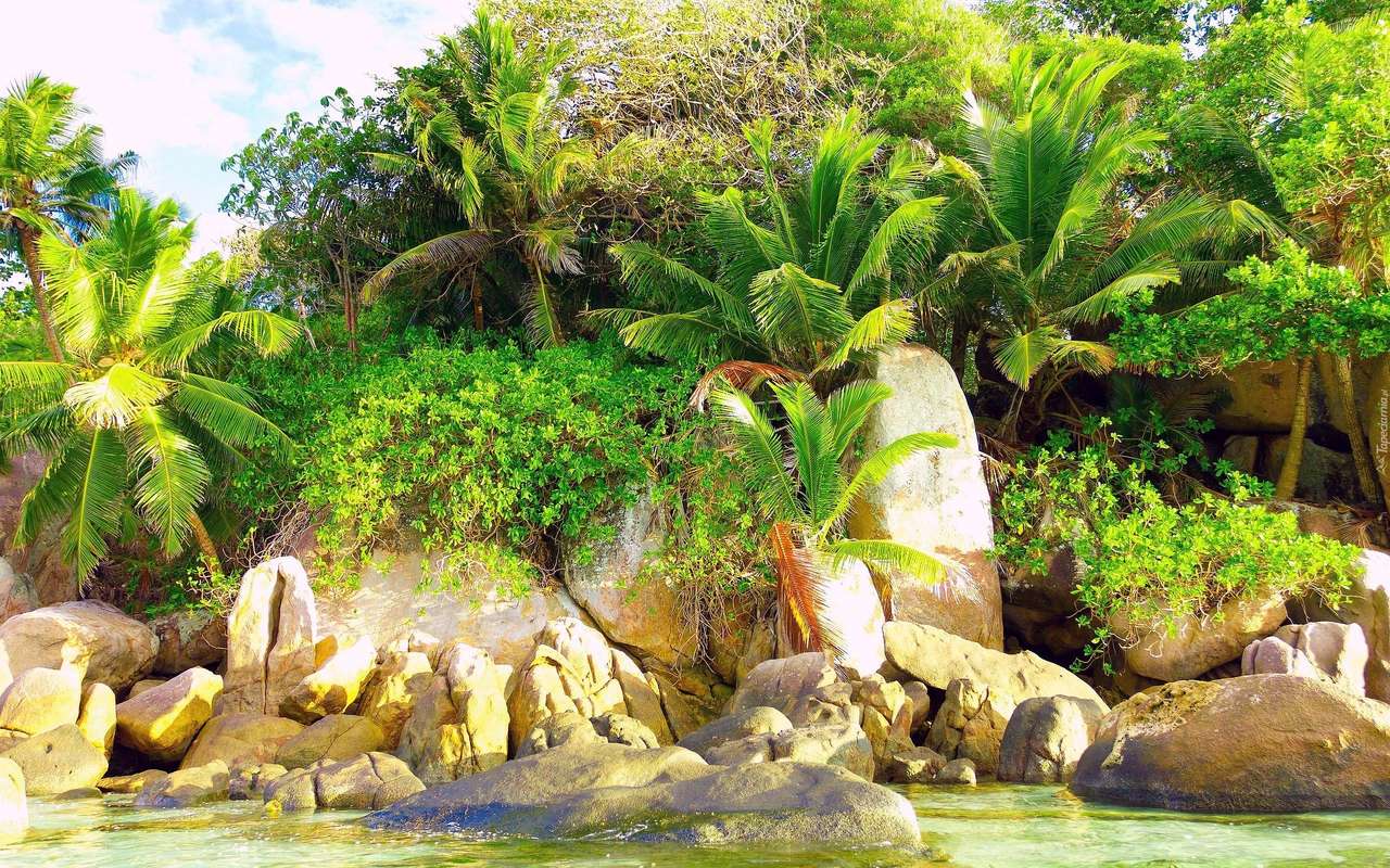 jungle met palmbomen online puzzel