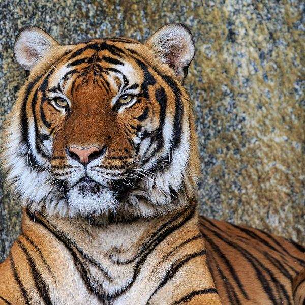 En tiger på Berlin Zoo Pussel online