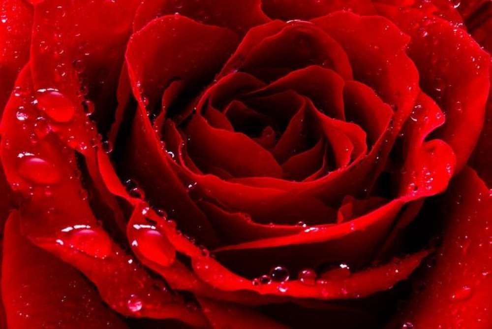 Rosa rossa con gocce d'acqua puzzle online