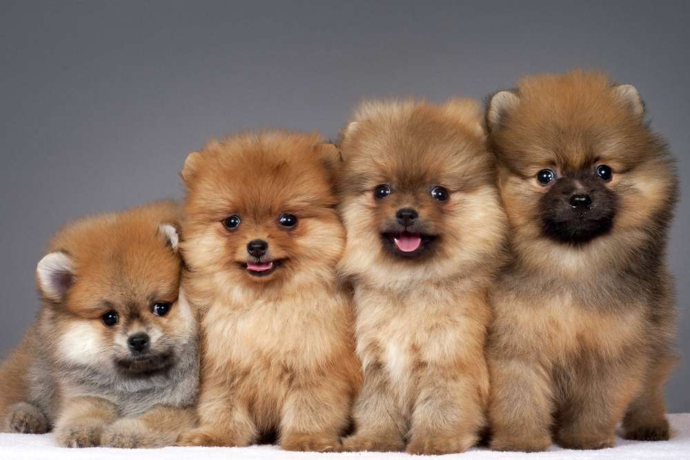 Това сладки кучета ли са? онлайн пъзел