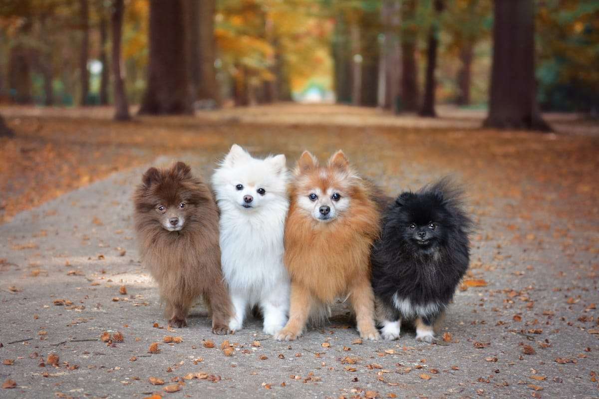 Vier verschillende Pomeranians zijn zoet online puzzel
