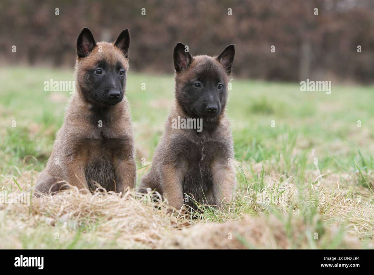zwei identische Hunde Puzzlespiel online