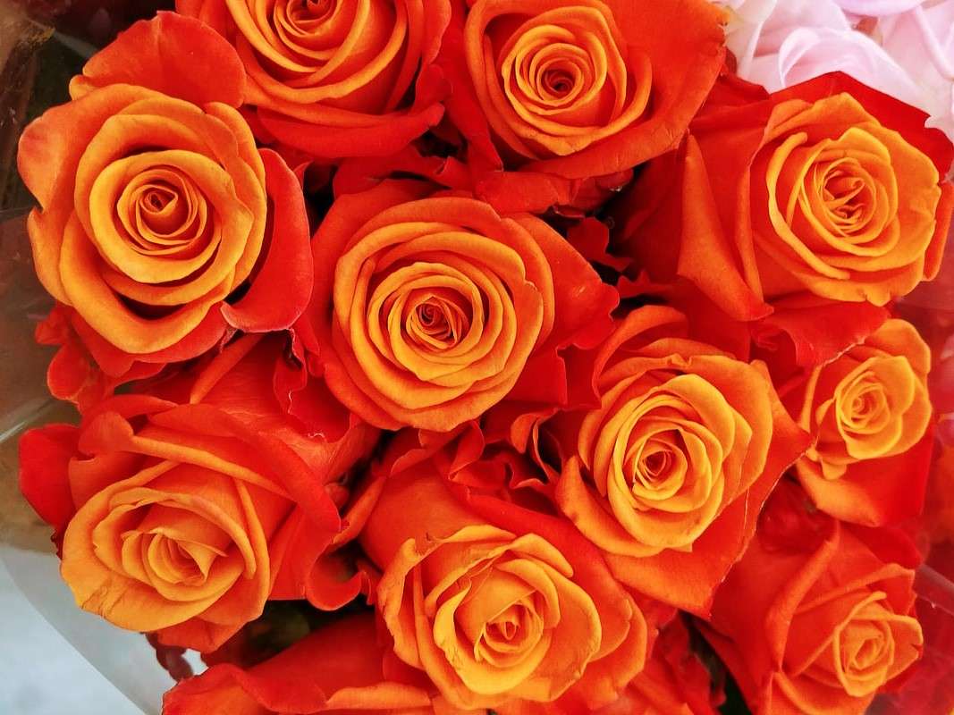 オレンジ色のバラ。 ジグソーパズルオンライン