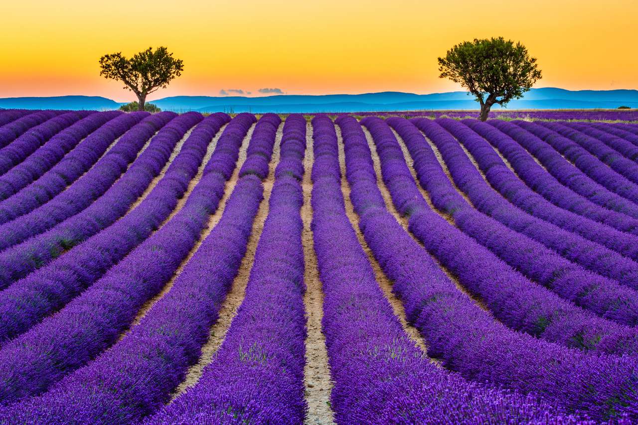 Lavendelfält i Provence Pussel online