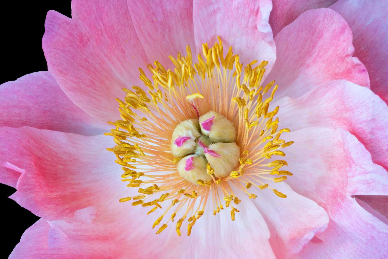 鮮やかなピンクホワイトの牡丹の花のハート ジグソーパズルオンライン
