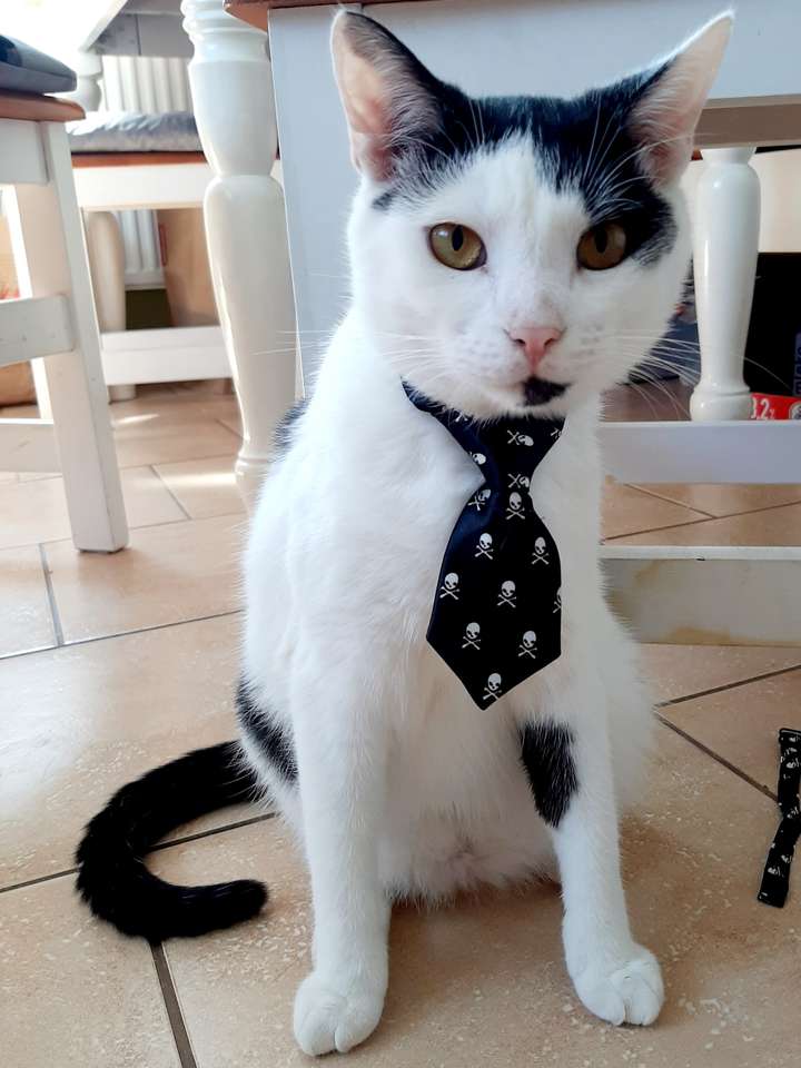 felek вратовръзката онлайн пъзел