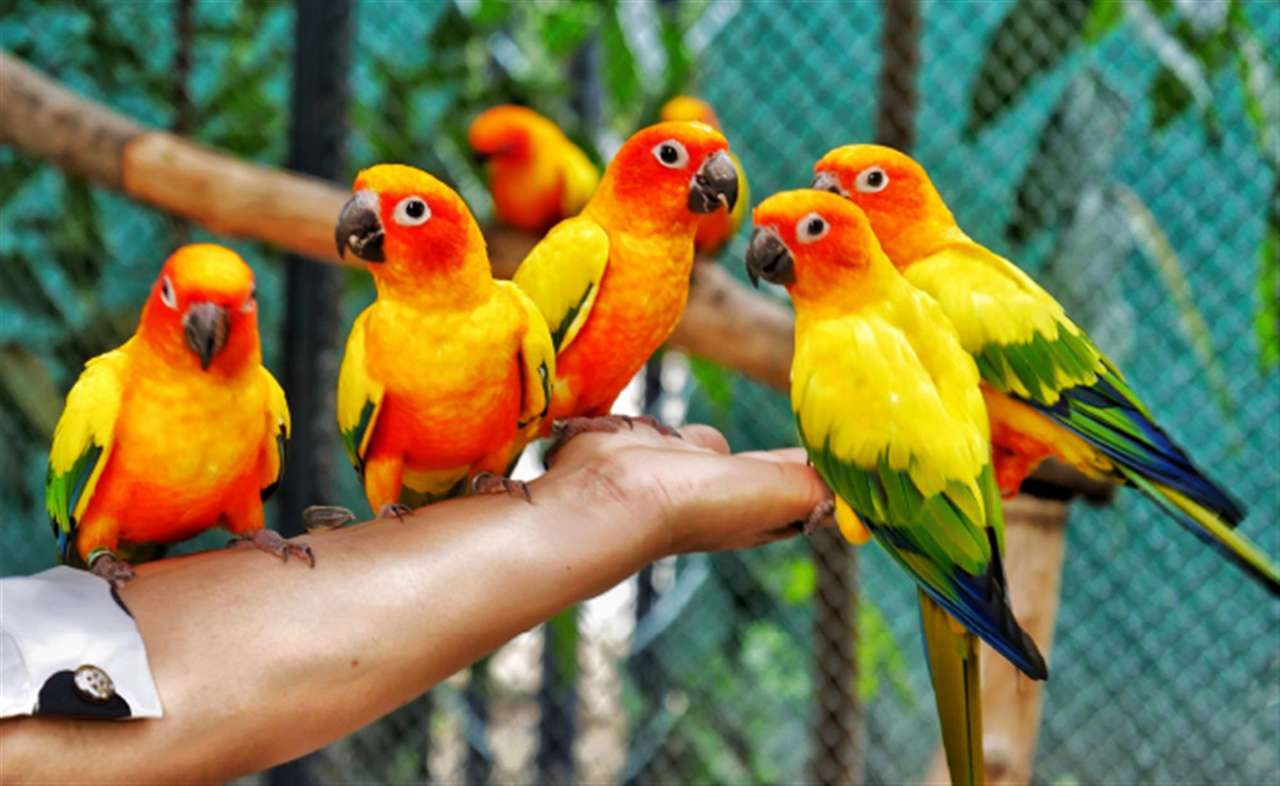 Papoušky na větvi skládačky online