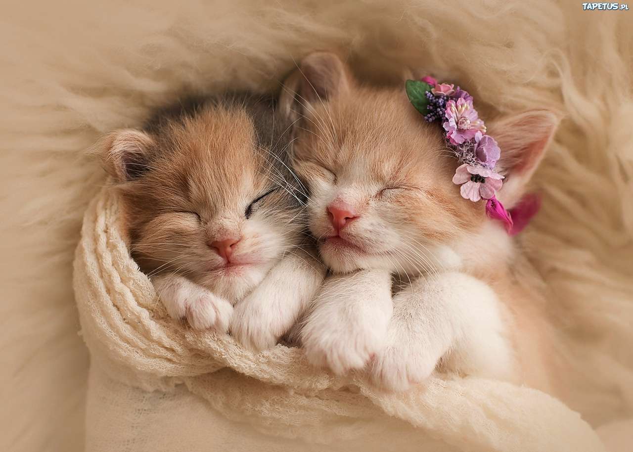 sleeping cats online puzzle