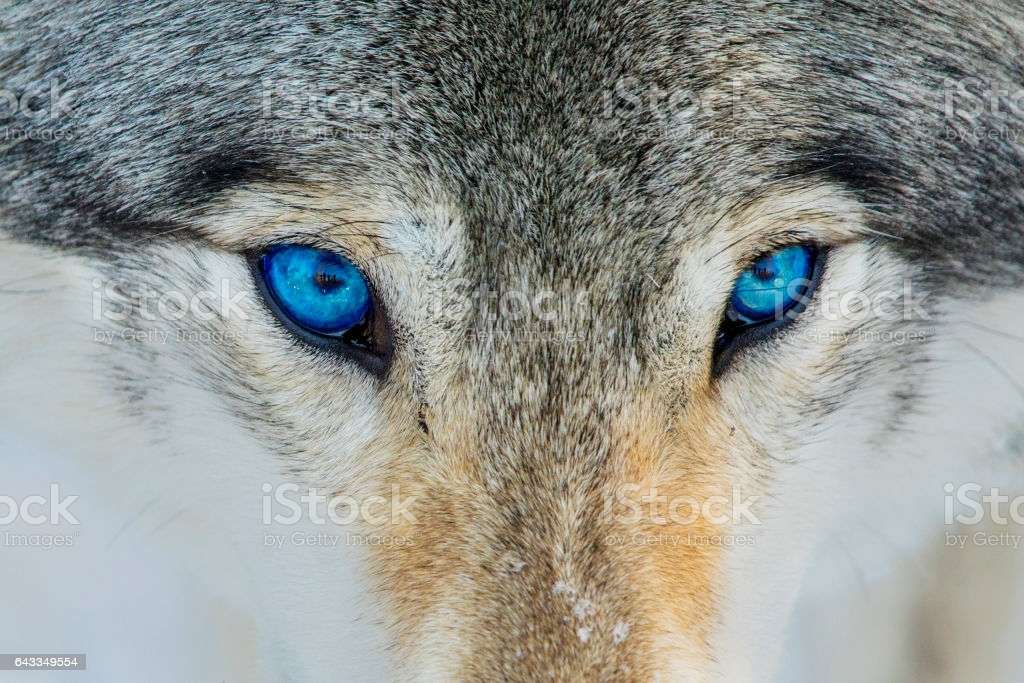 LOOK OF WOLF jigsaw puzzle online