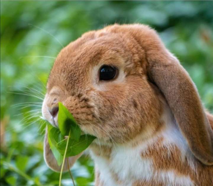 Kanin äter gräs. pussel på nätet