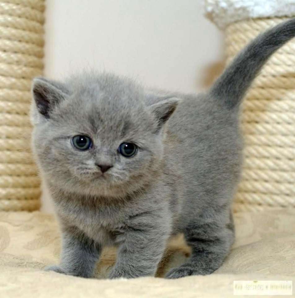 灰色の子猫 ジグソーパズルオンライン