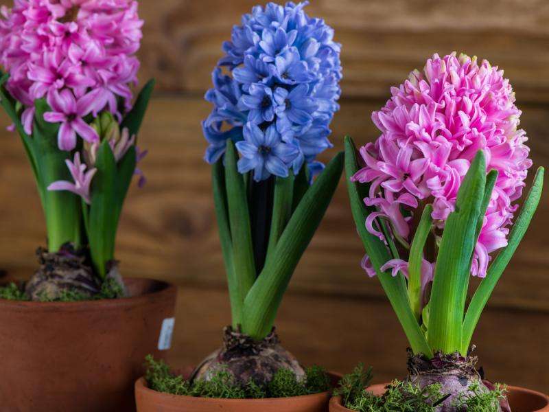 Kleurrijke hyacinten online puzzel