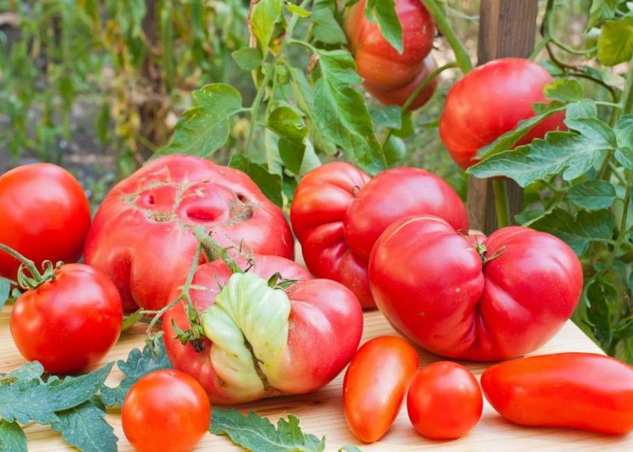 Ekologiska tomater Pussel online