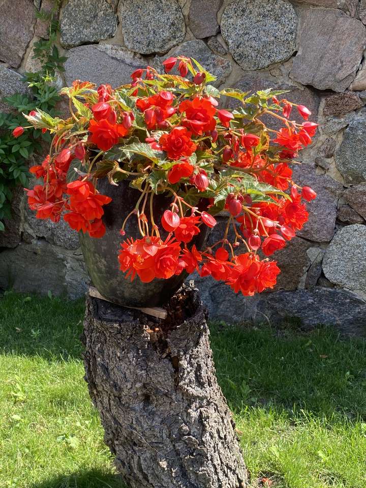 bloeiende begonia's online puzzel