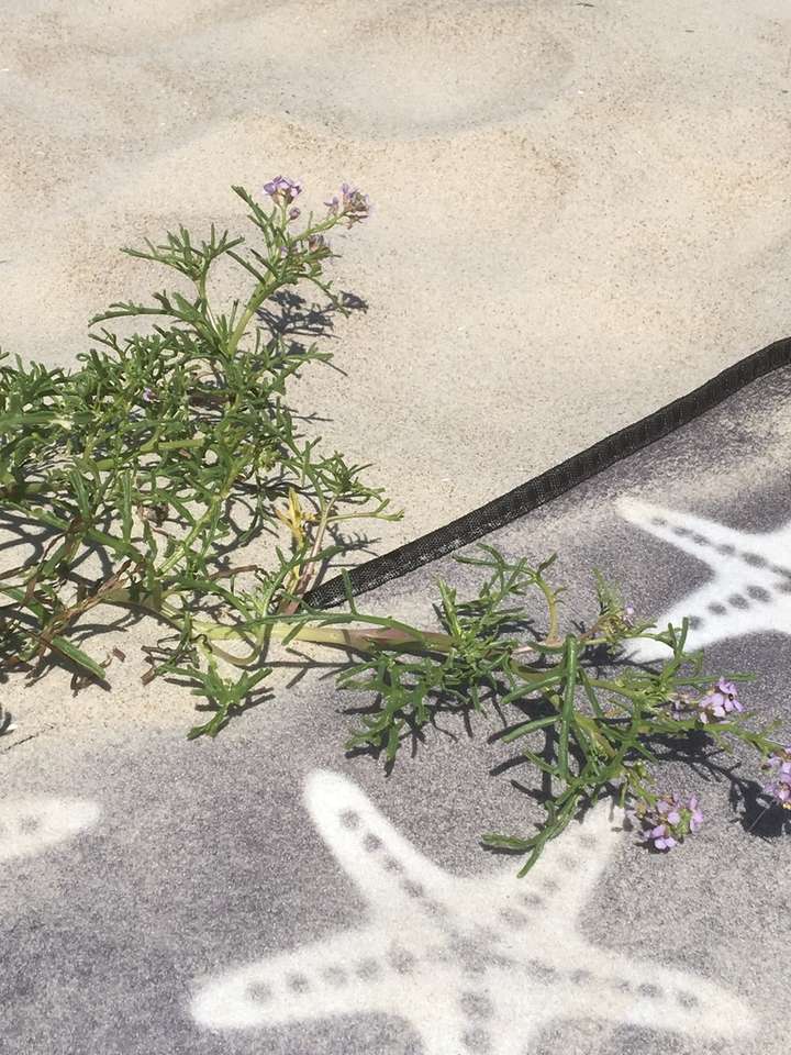 fiore solitario e duna puzzle online