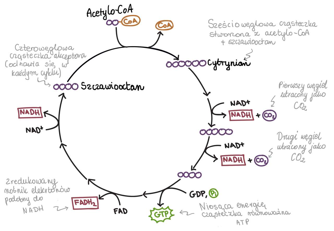 ciclo de Krebs rompecabezas en línea