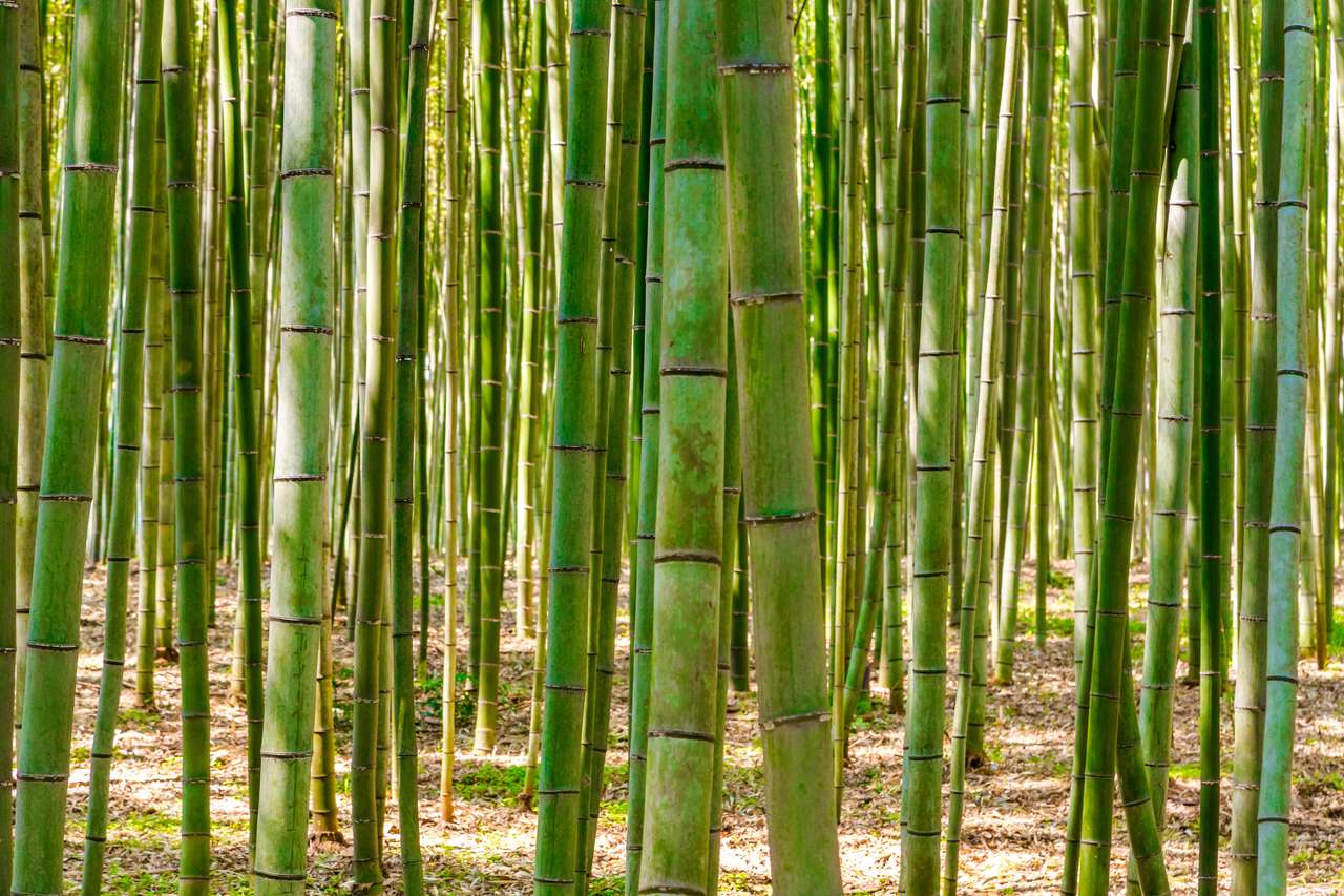 Бамбуковый лес в Японии онлайн-пазл