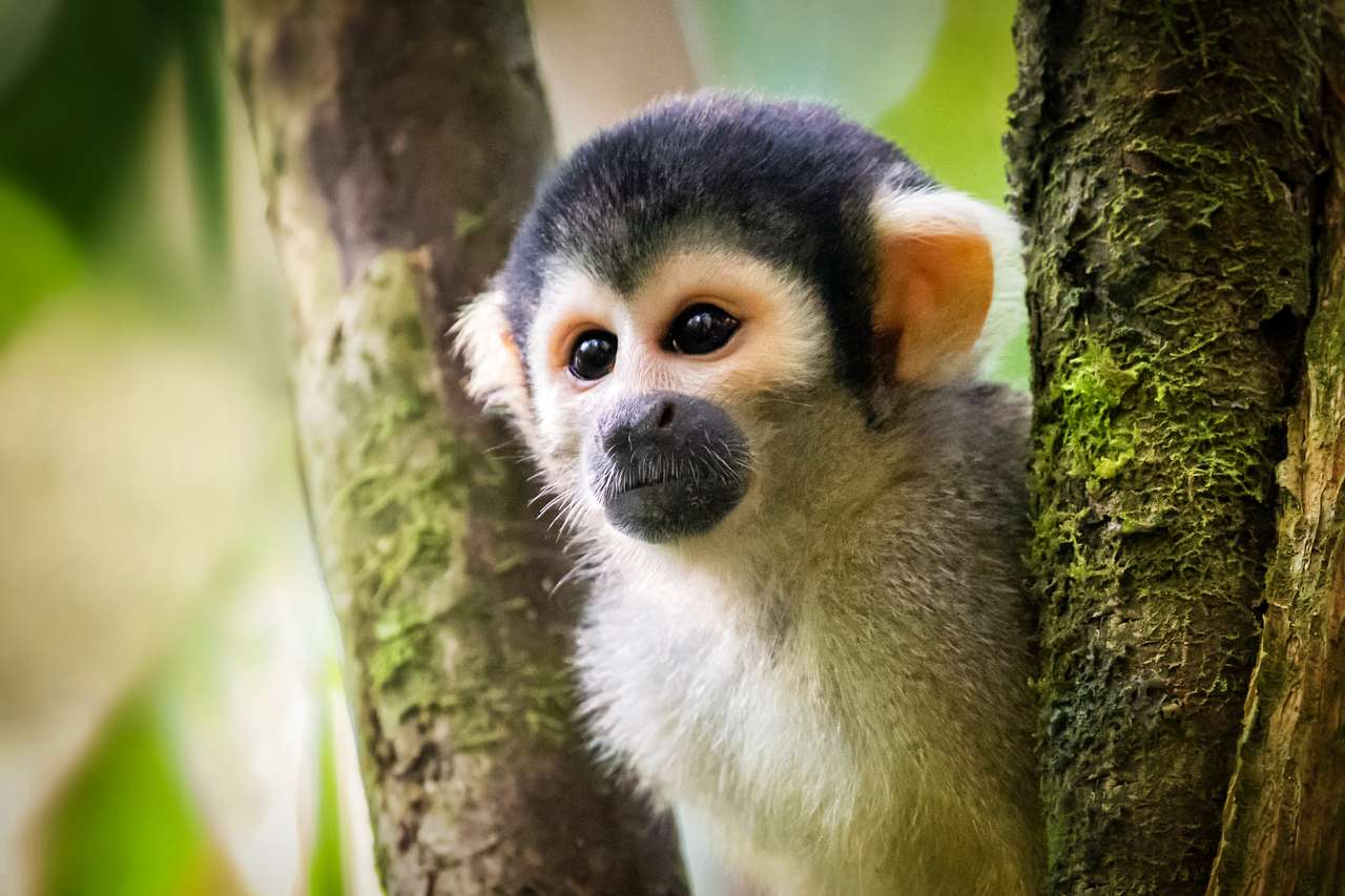 Чорношапочка білка мавпа Saimiri boliviensis онлайн пазл