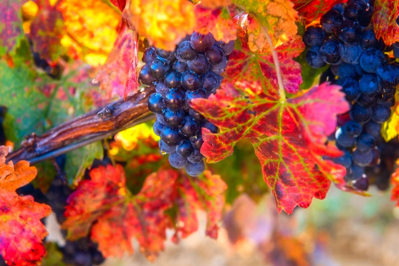 Ripe blue grapes with color autumn leaves jigsaw puzzle online