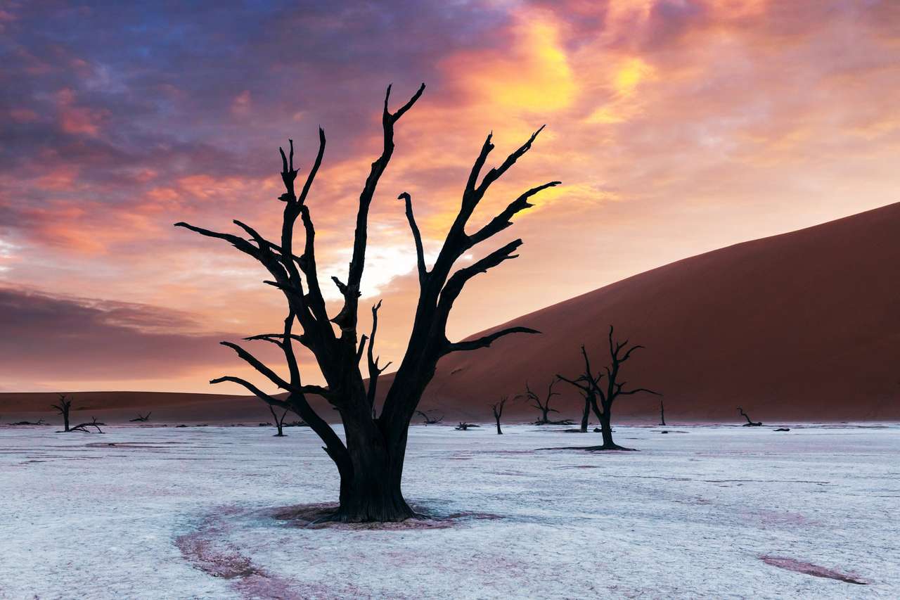 Tote Kameldornbäume bei Sonnenaufgang Puzzlespiel online